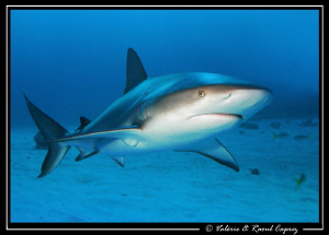 A curious one ... by Raoul Caprez 